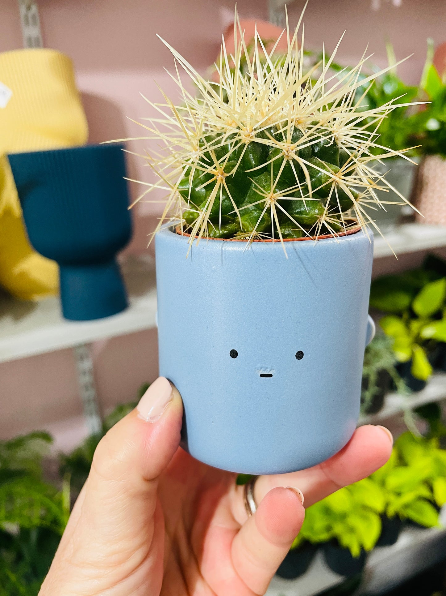 Blue Face Cactus Pot