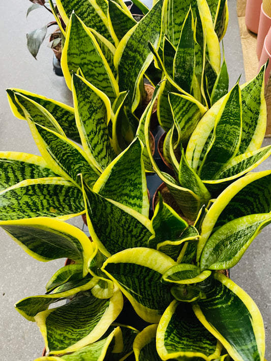 SNAKE PLANT Sansevieria Superba