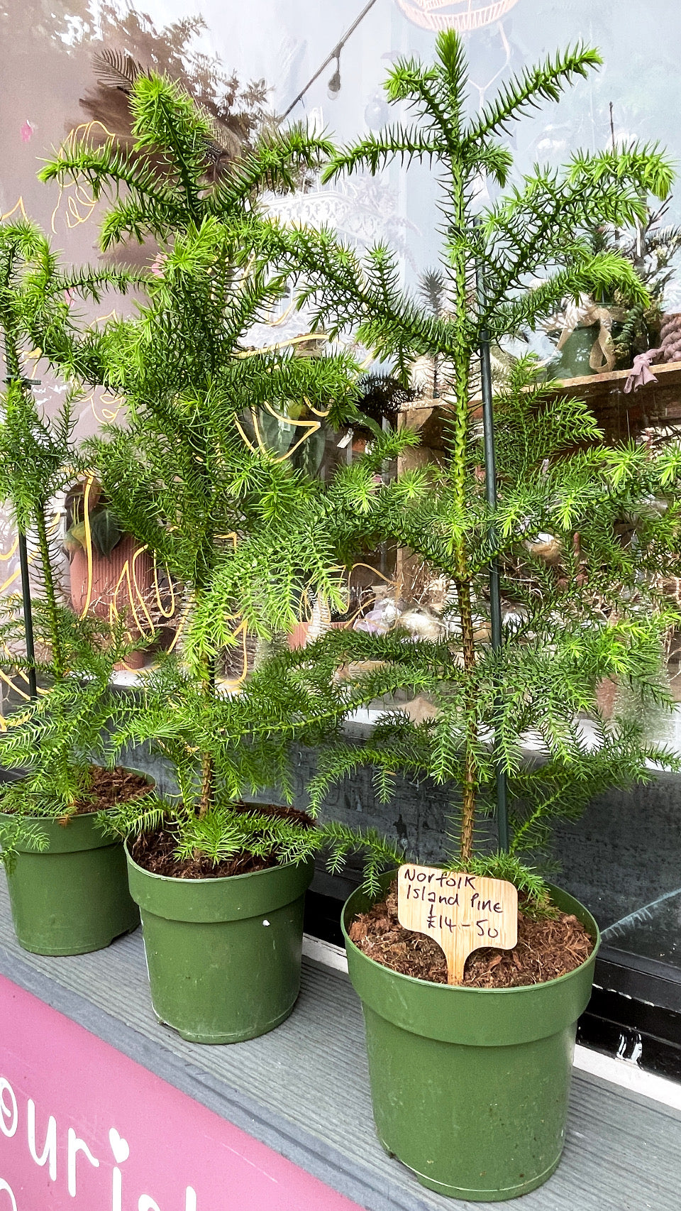 NORFOLK ISLAND PINE