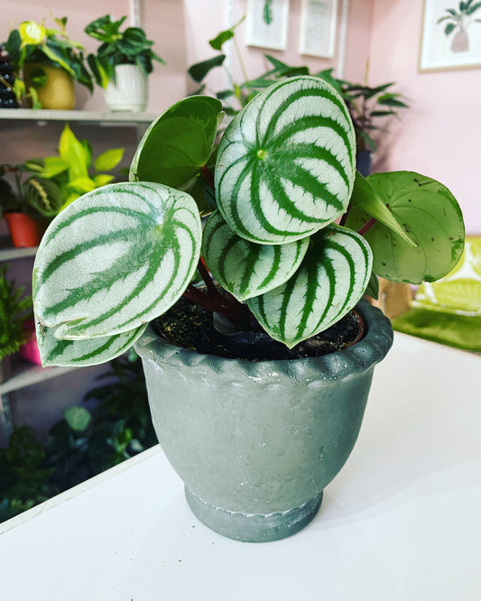 WATERMELON PEPEROMIA Peperomia Argyreia