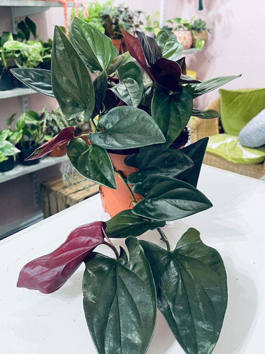 SYNGONIUM Red Arrow