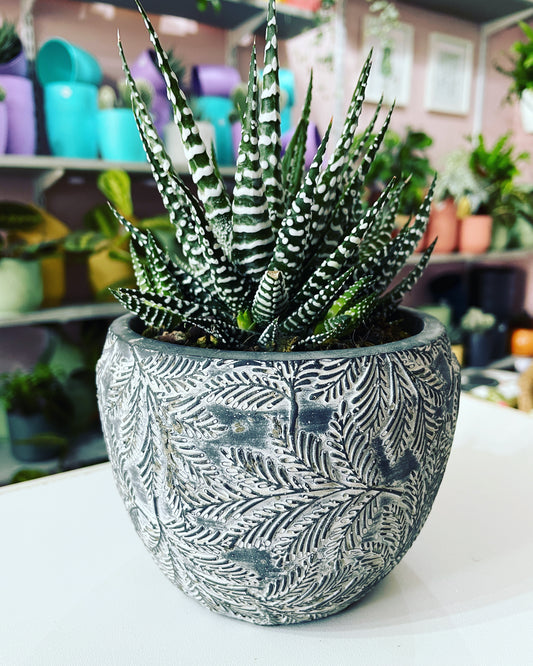 HAWORTHIA Big Band