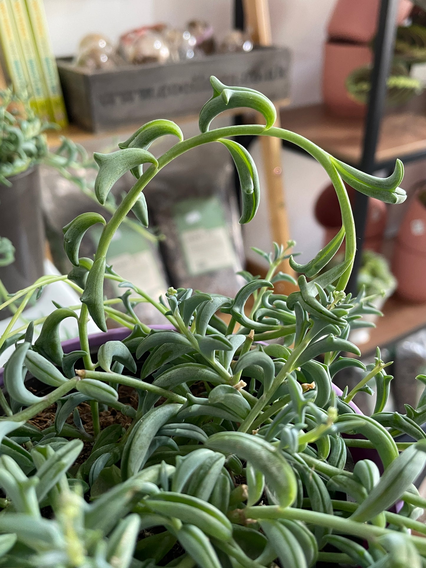 STRING OF DOLPHINS Senecio Peregrinus