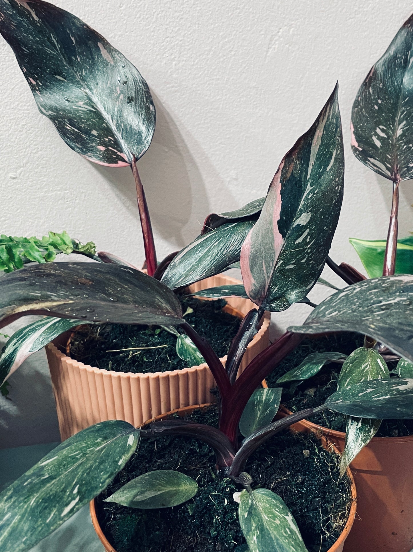 PHILODENDRON  Pink Princess