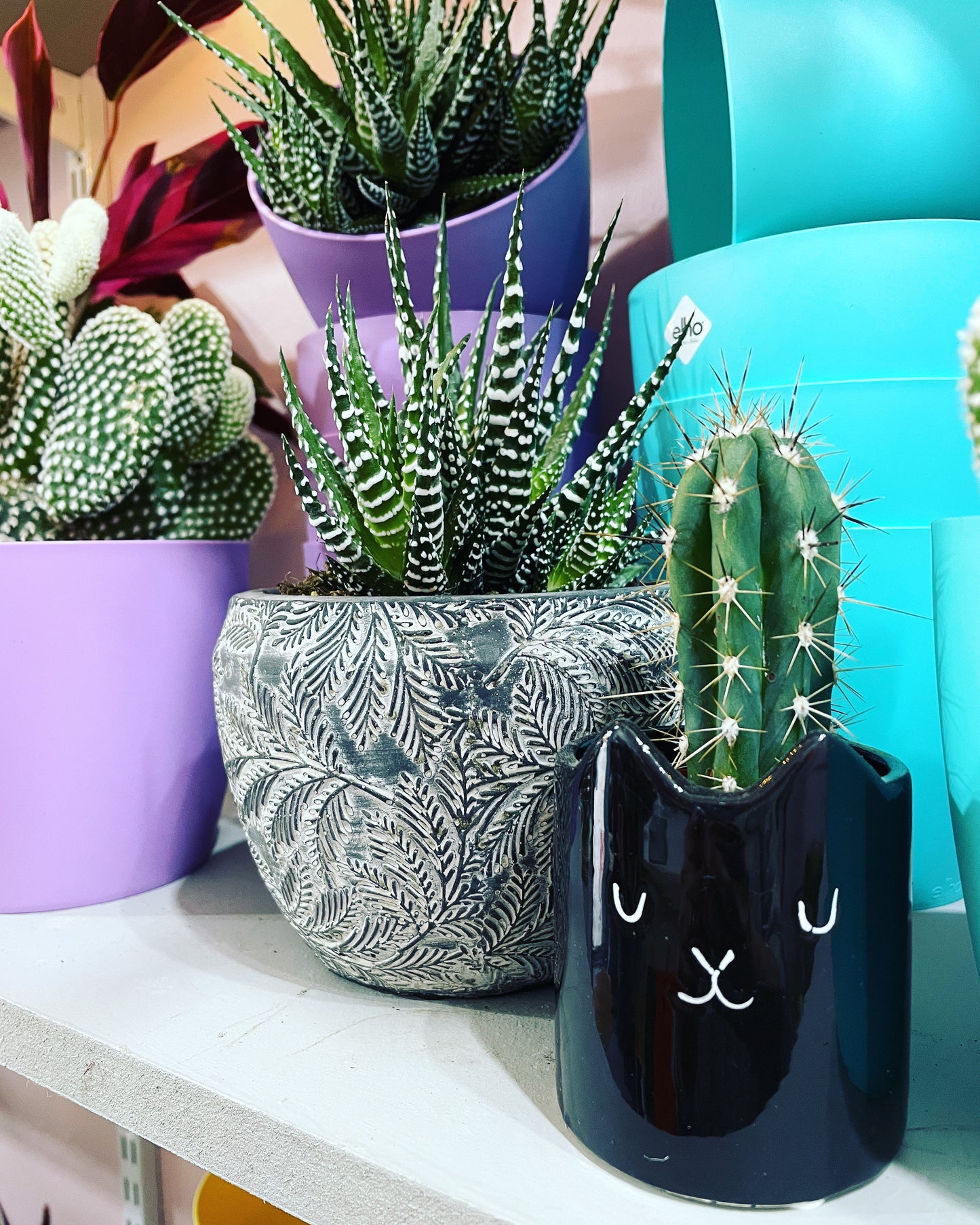 Black Cat Cactus Pot