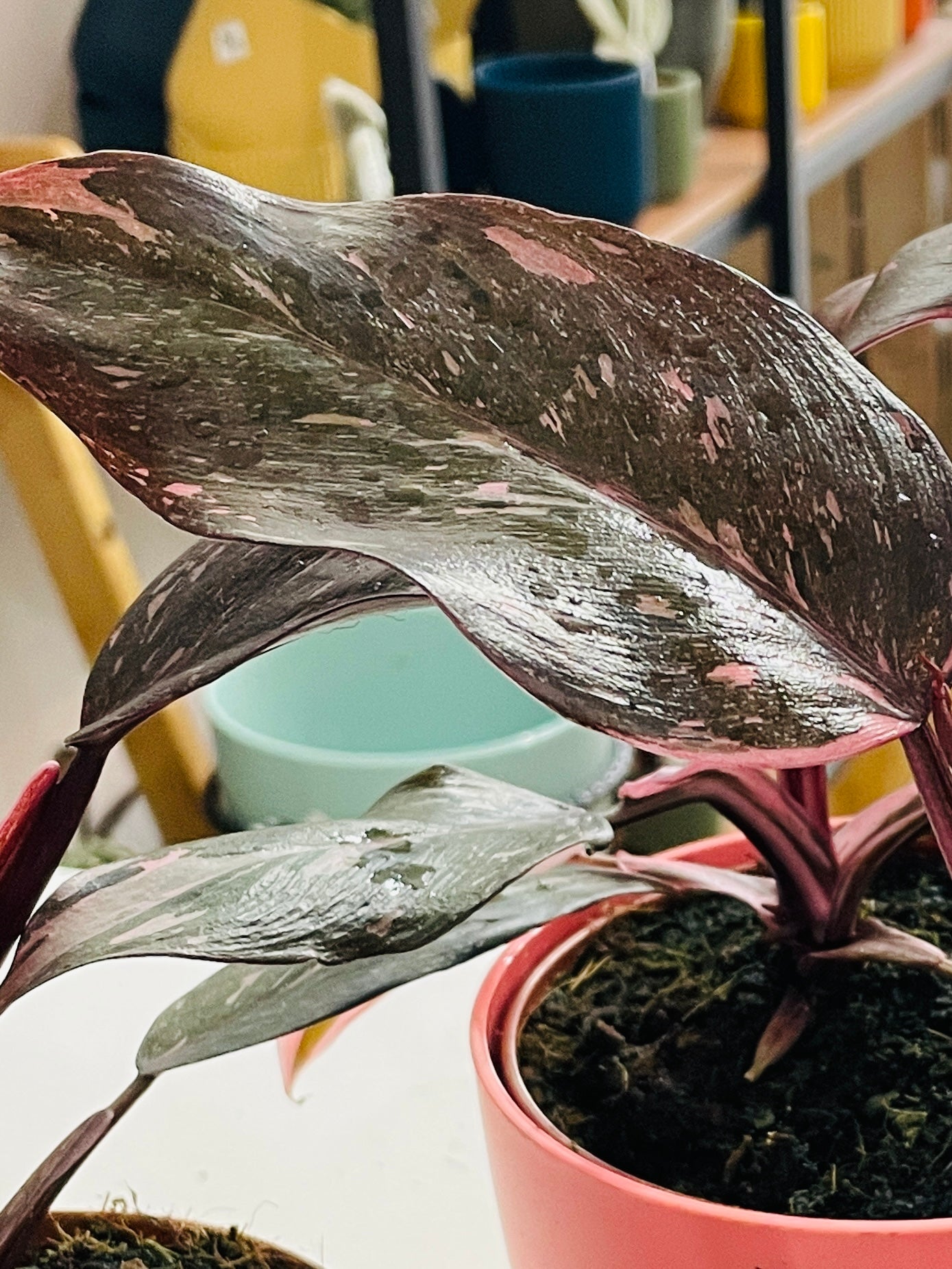 PHILODENDRON  Pink Princess