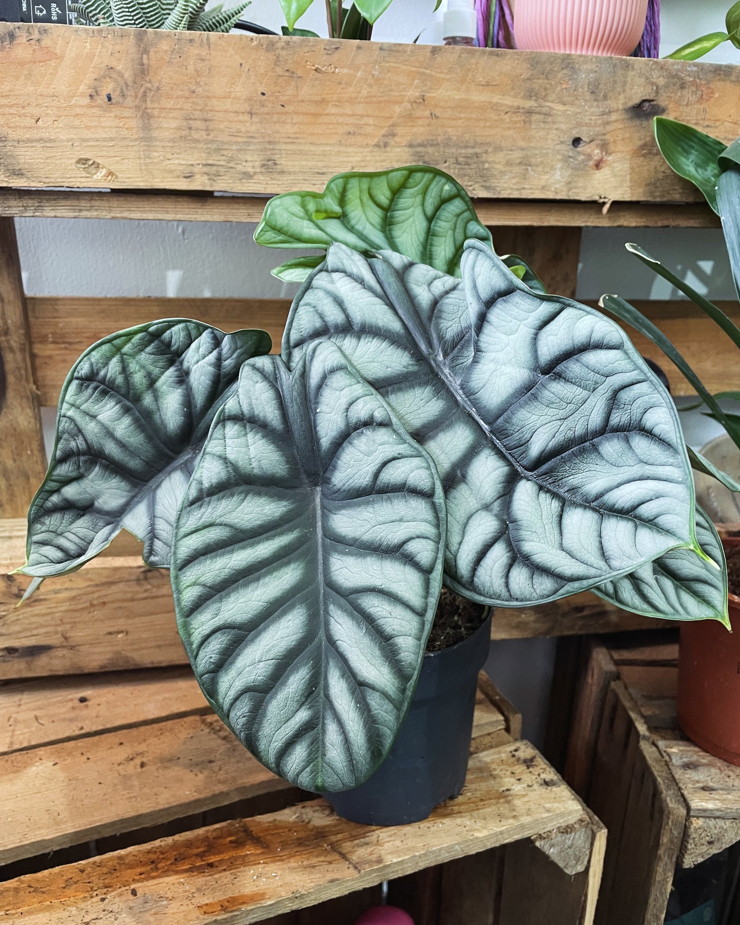 ALOCASIA NEBULA SILVER