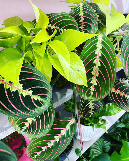 EPIPREMNUM Golden Pothos