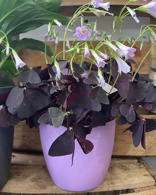 OXALIS Triangularis