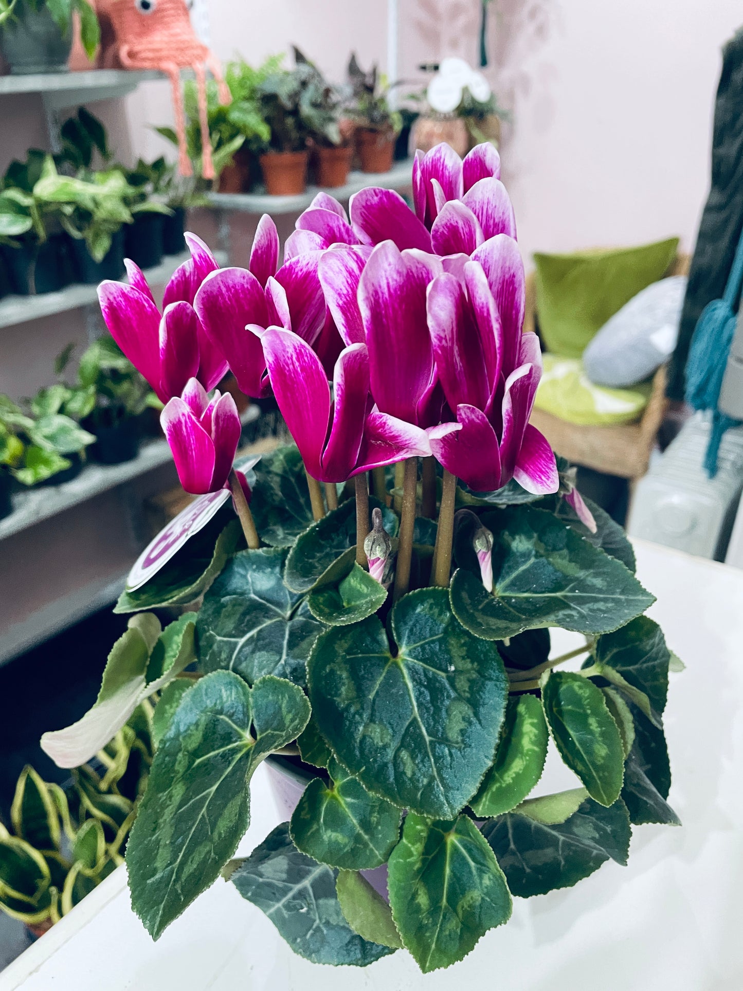 CYCLAMEN Mixed Colours