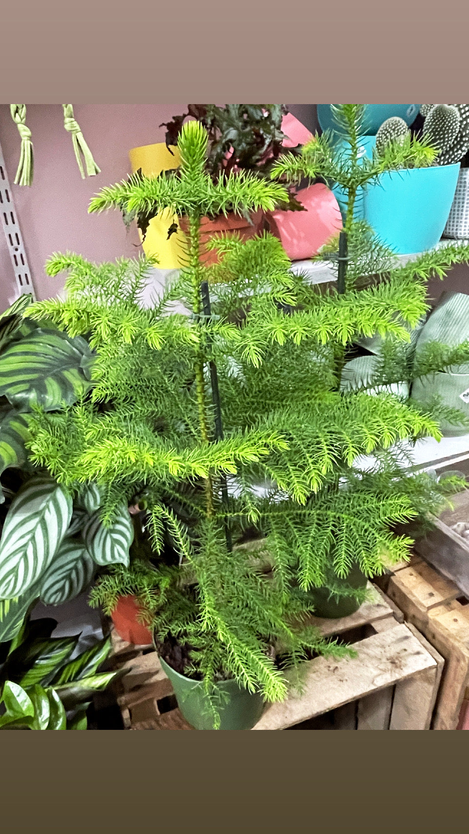 NORFOLK ISLAND PINE