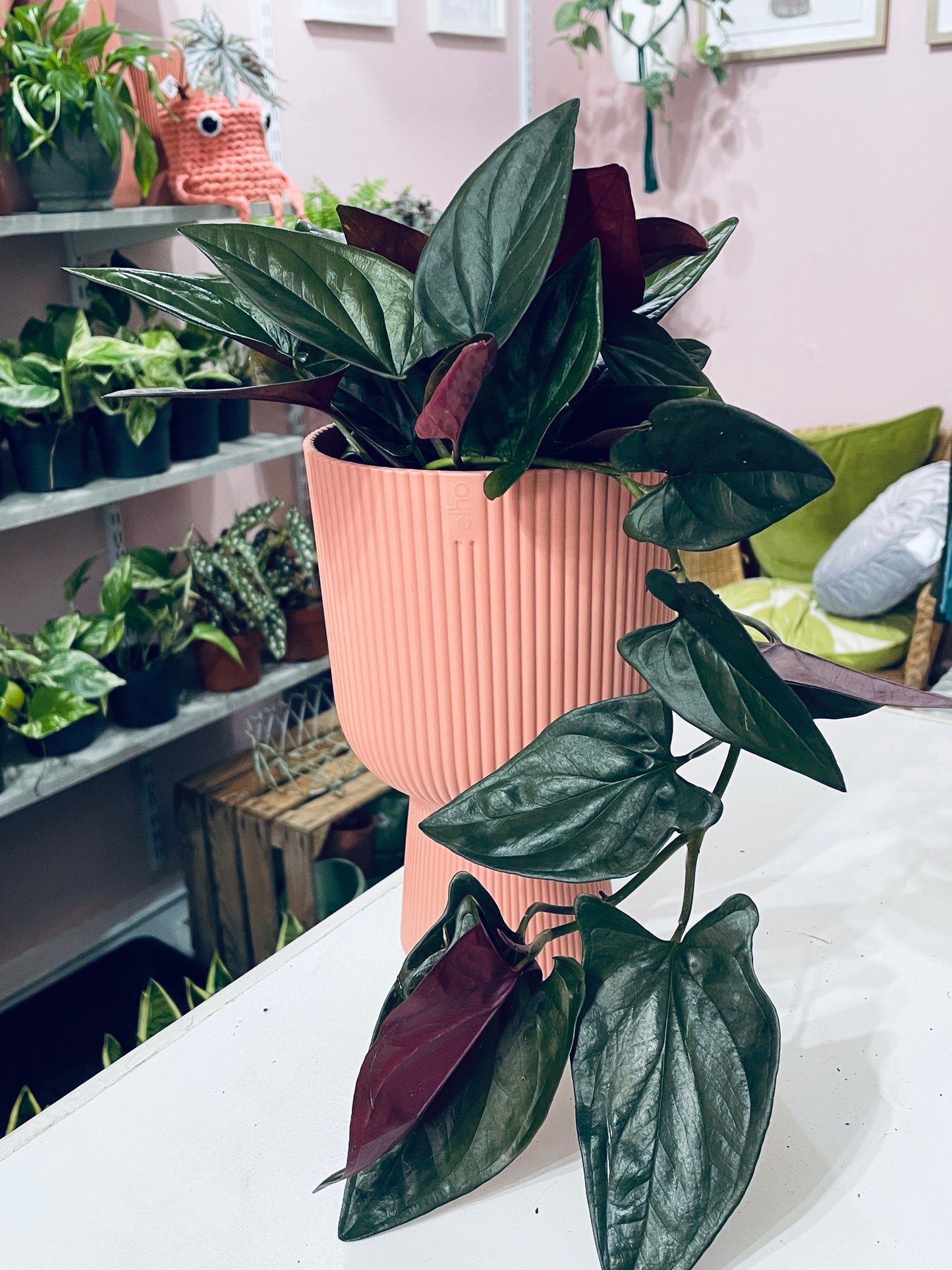 SYNGONIUM Red Arrow