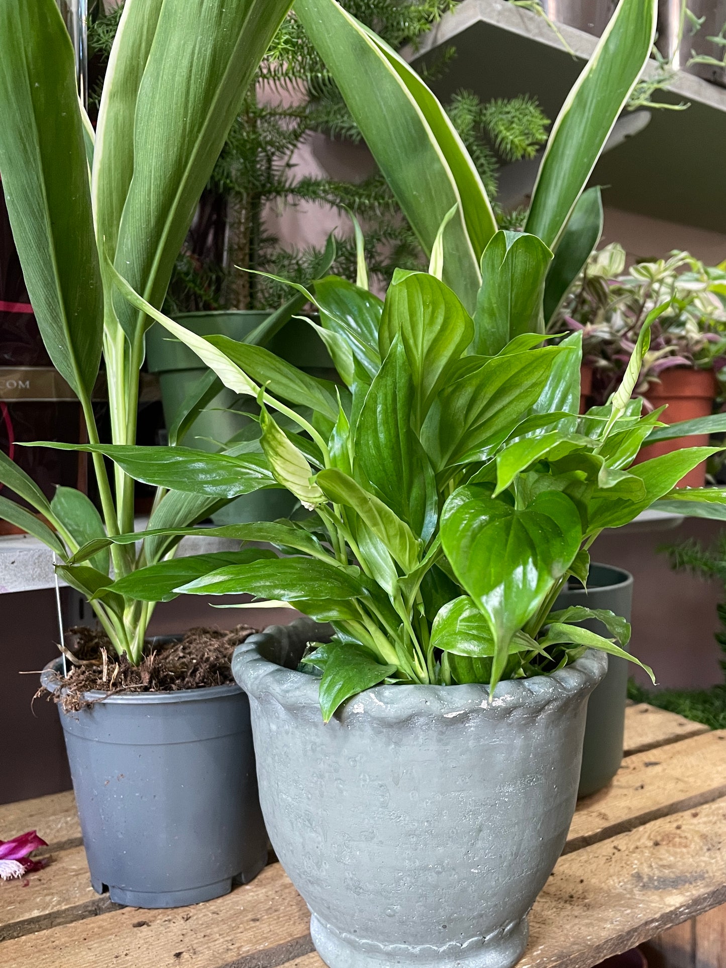 PEACE LILY Spathiphyllum Chopin