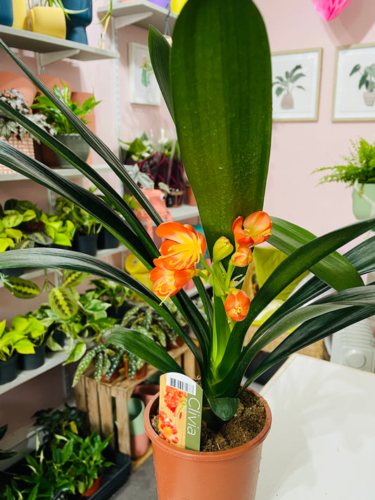 NATAL LILY Clivia miniata AGM