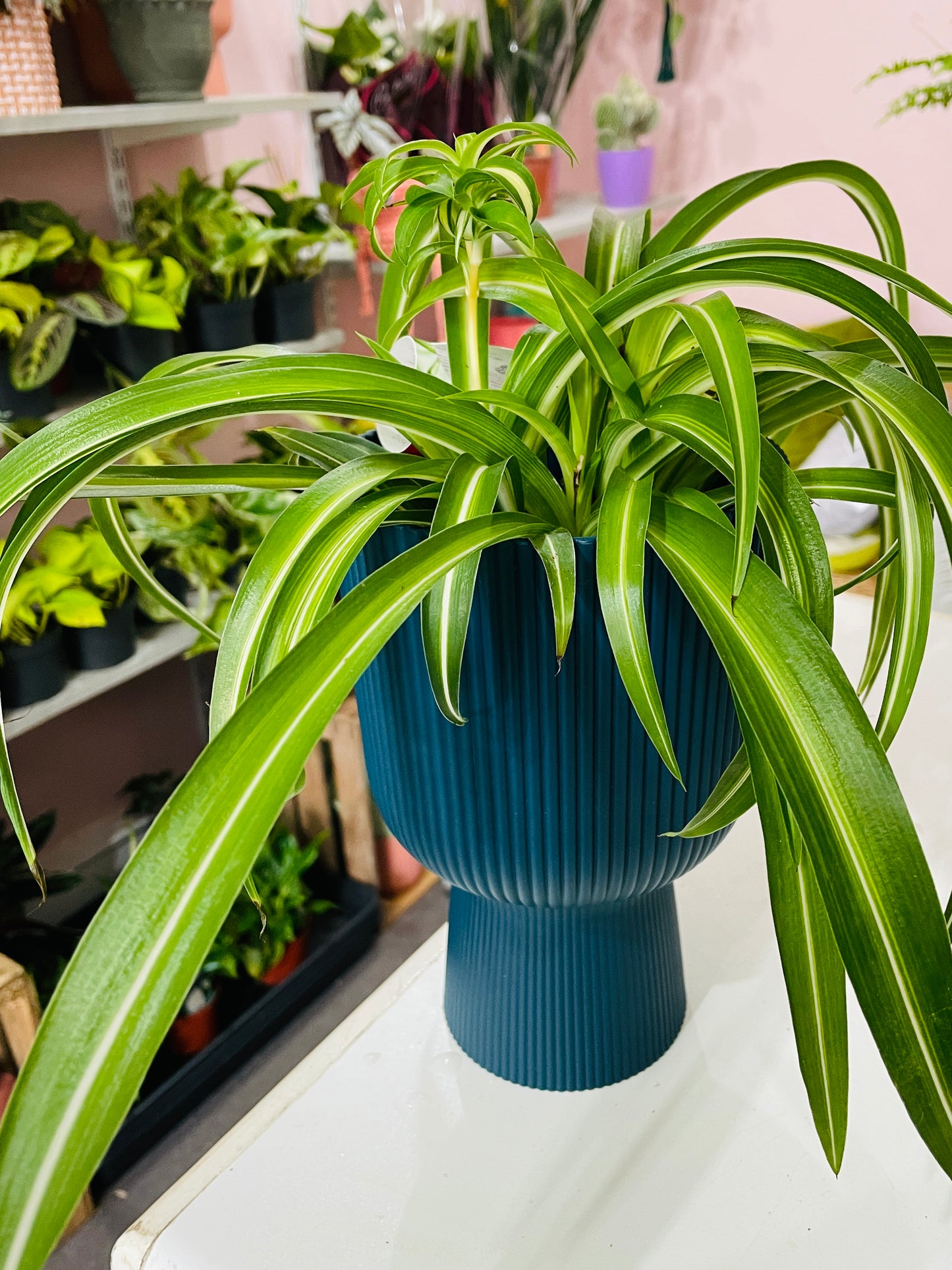 SPIDER PLANT Chlorophytum comosum 'Bonnie'