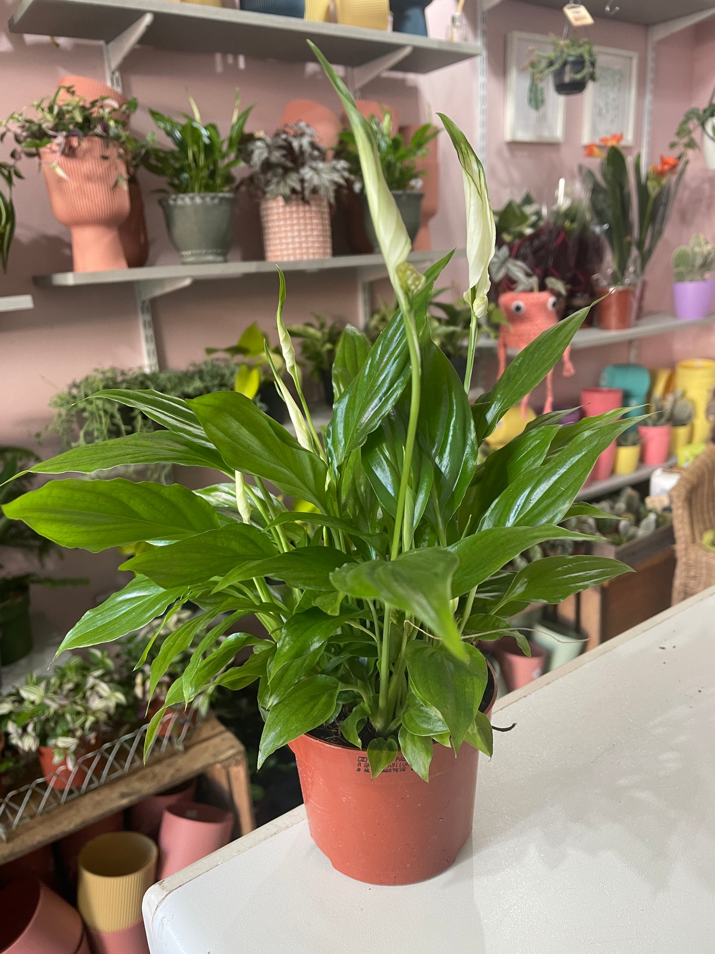 PEACE LILY Spathiphyllum Chopin