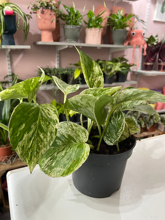 EPIPREMNUM Marble Queen