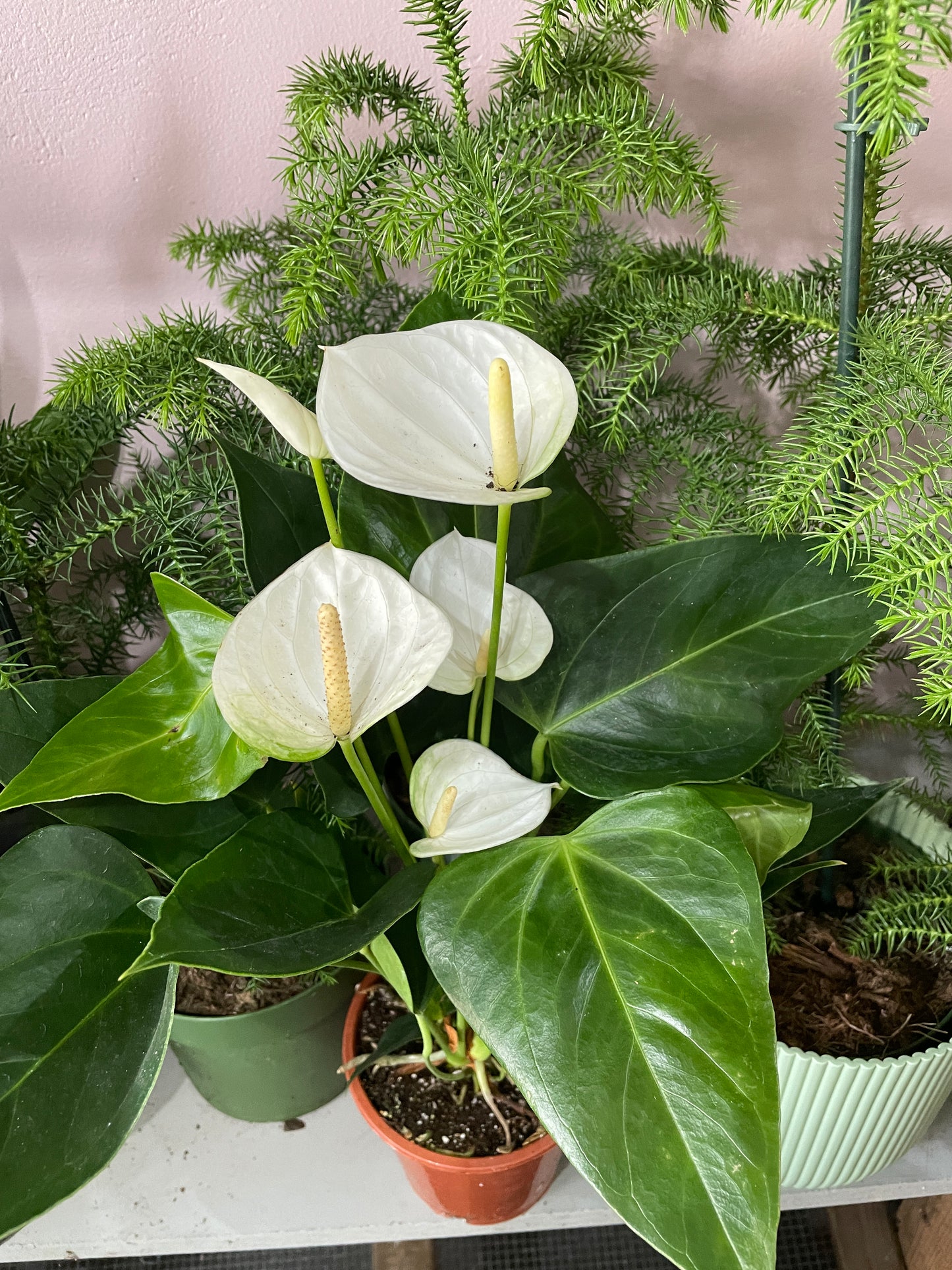 TAIL FLOWER Anthurium andraeanum AGM