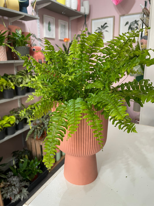 BOSTON FERN Nephrolepsis exaltata AGM