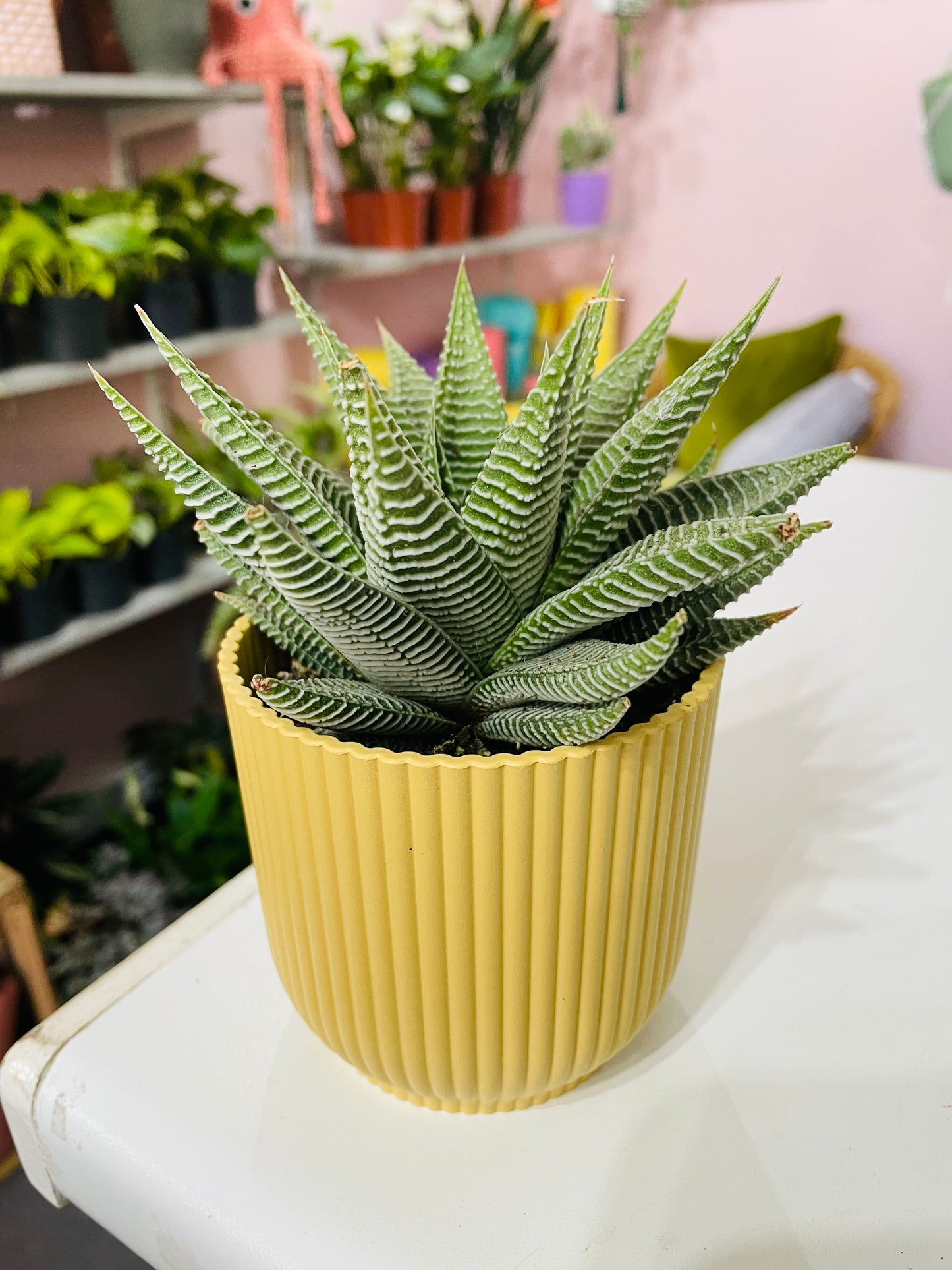 HAWORTHIA Fairy Washboard