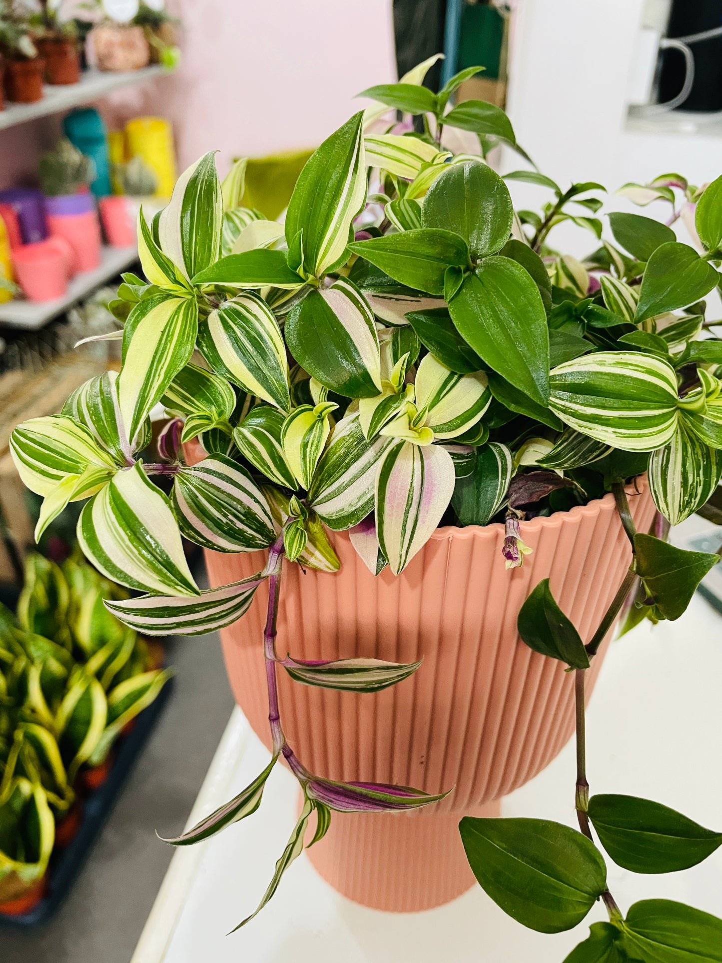 TRADESCANTIA Tricolour