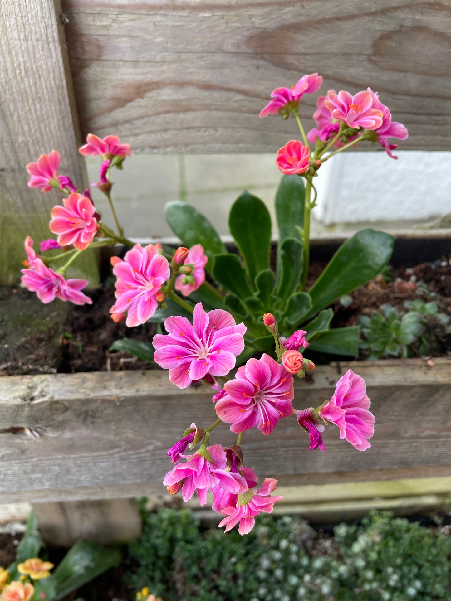 LEWISIA