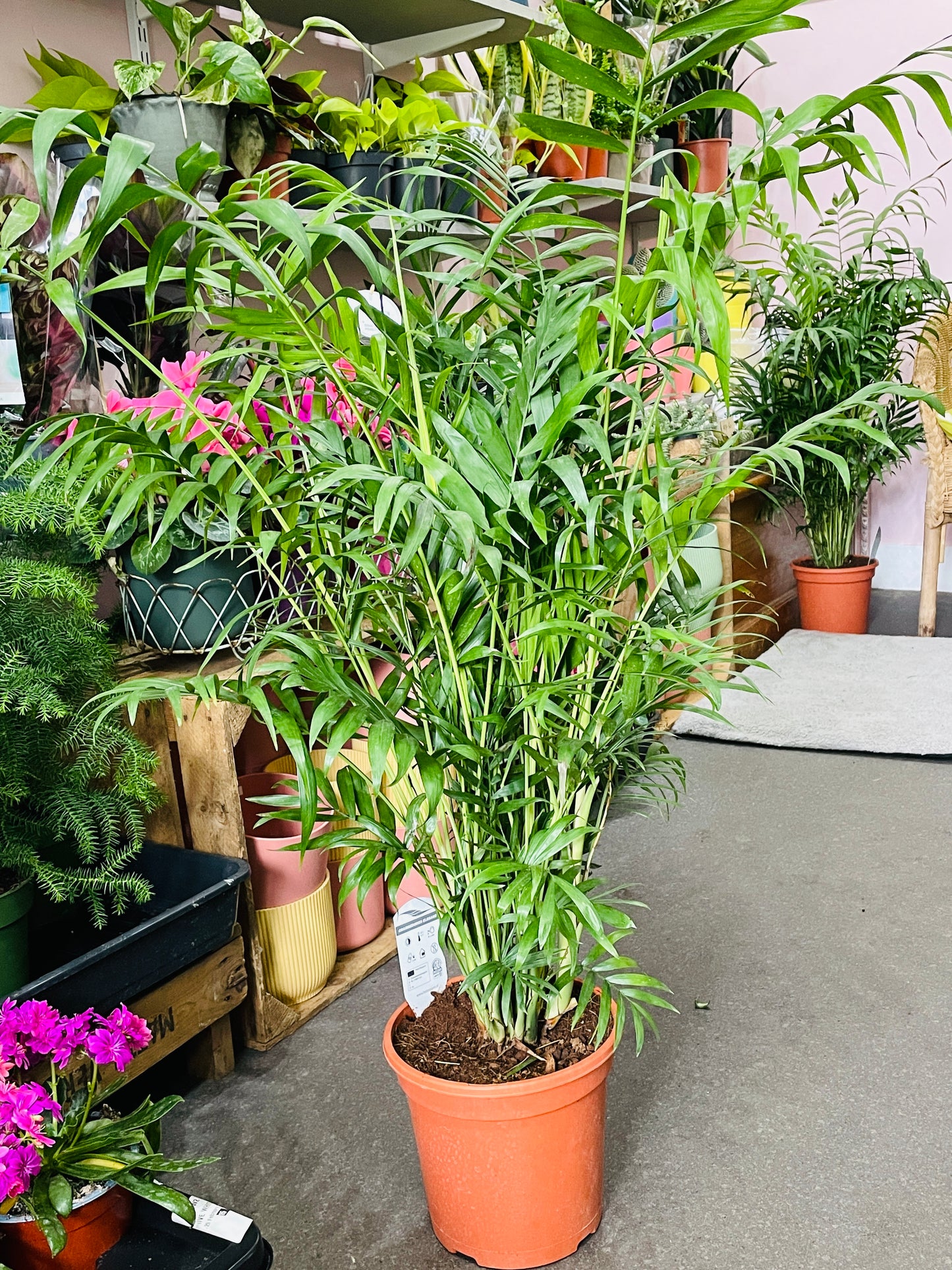 PARLOUR PALM Chamaedora elegans AGM