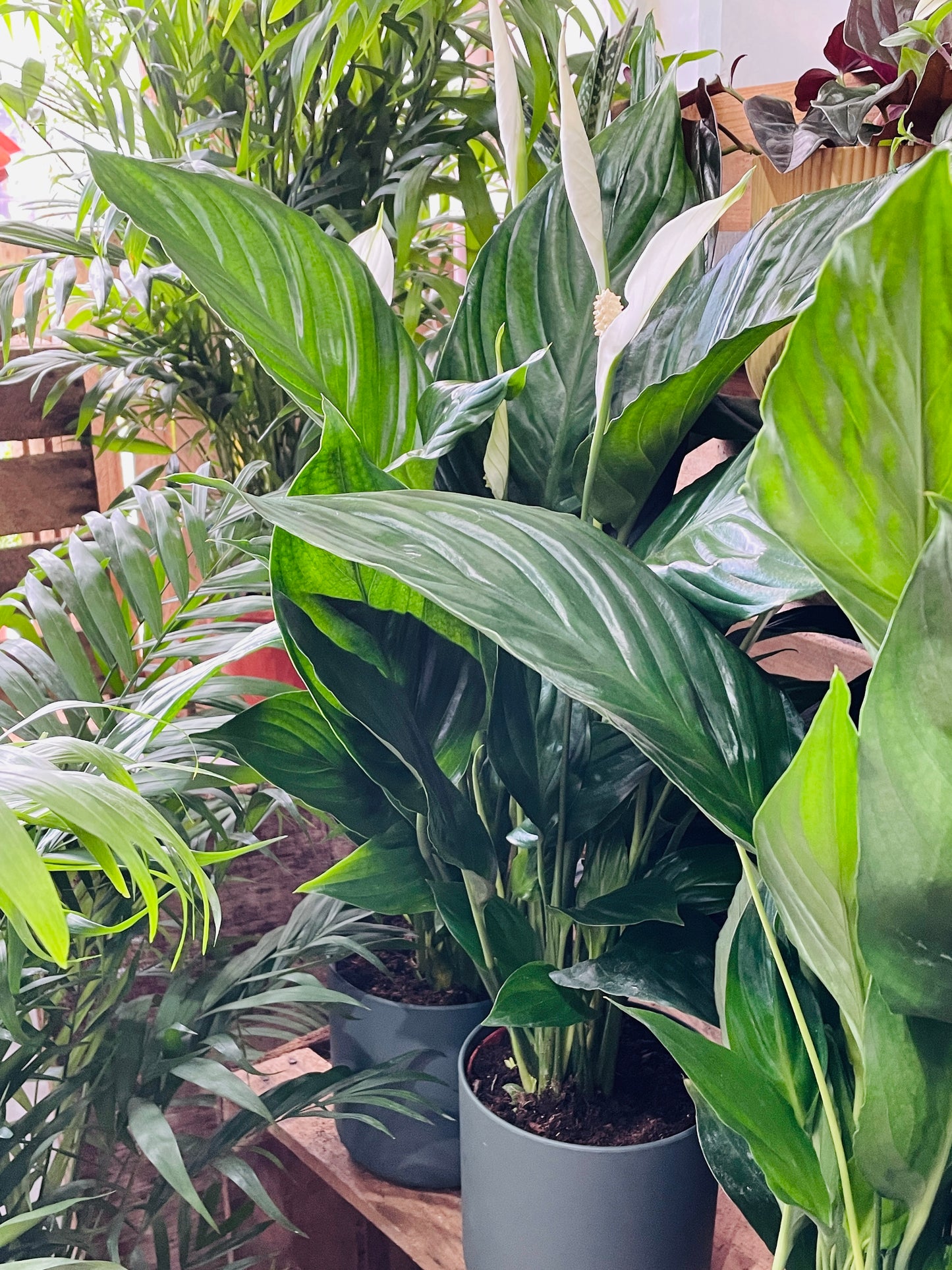 PEACE LILY Spathiphyllum Strauss