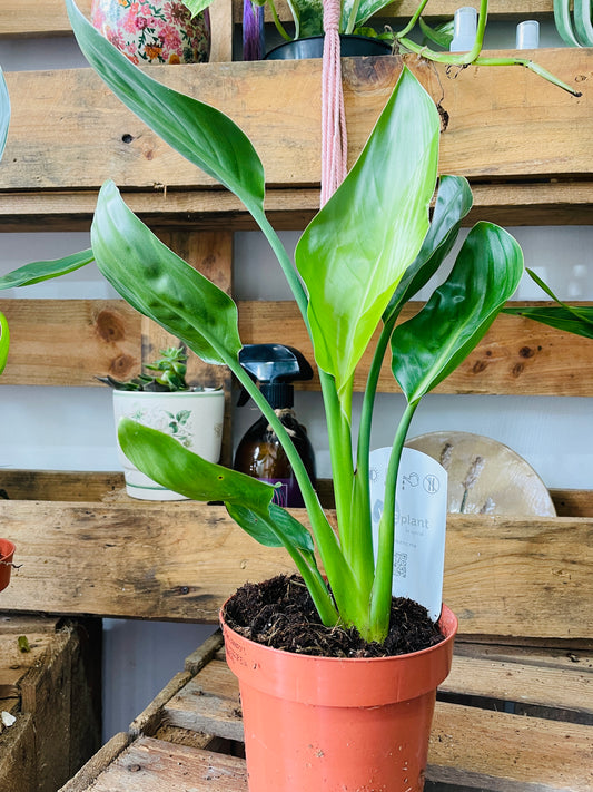 BIRD OF PARADISE Strelitzia Nicolai