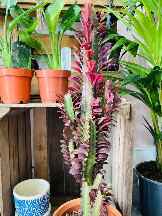 CATHEDRAL CACTUS Euphorbia Trigona Rubra