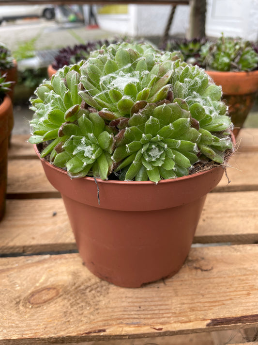 SEMPERVIVUM Arachnoidum