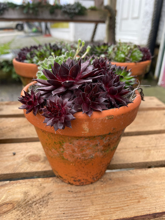 SEMPERVIVUM in terracotta pot