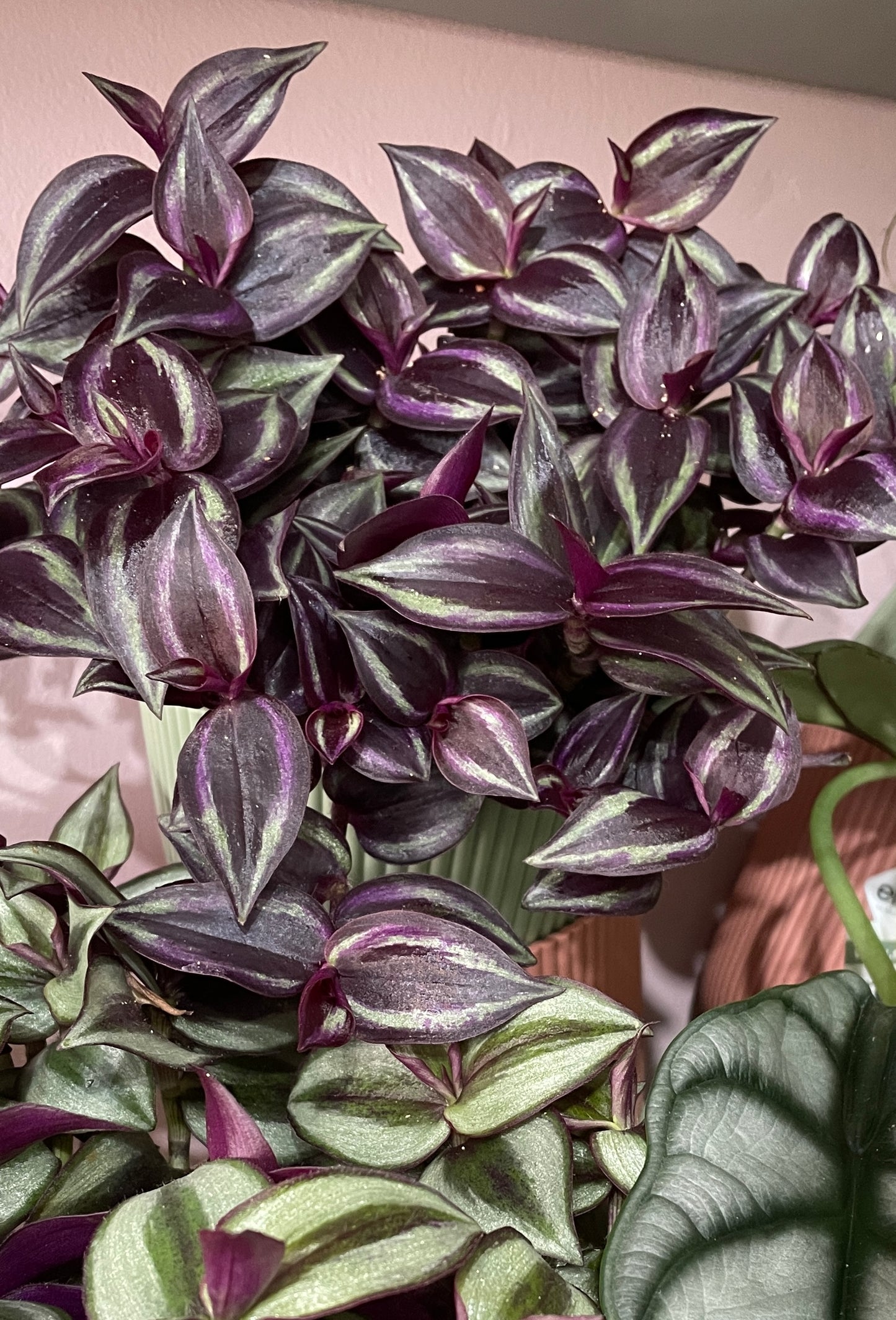 TRADESCANTIA zebrina