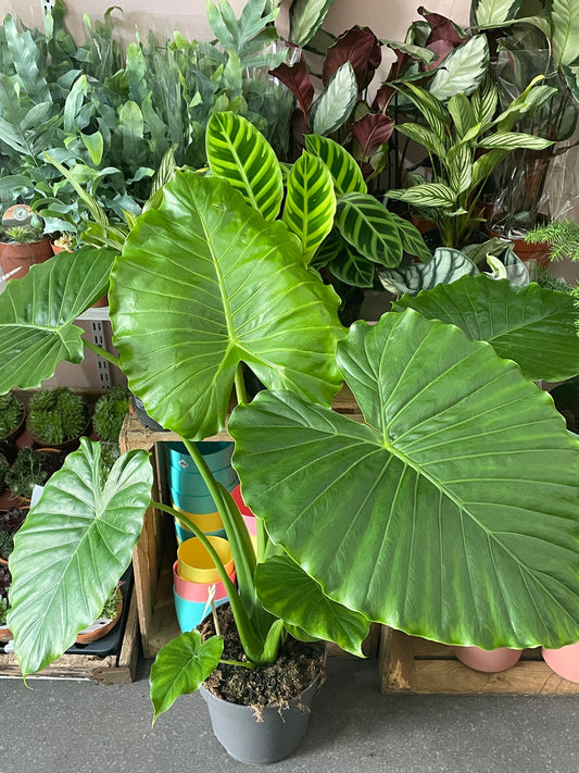 ALOCASIA Gageana California