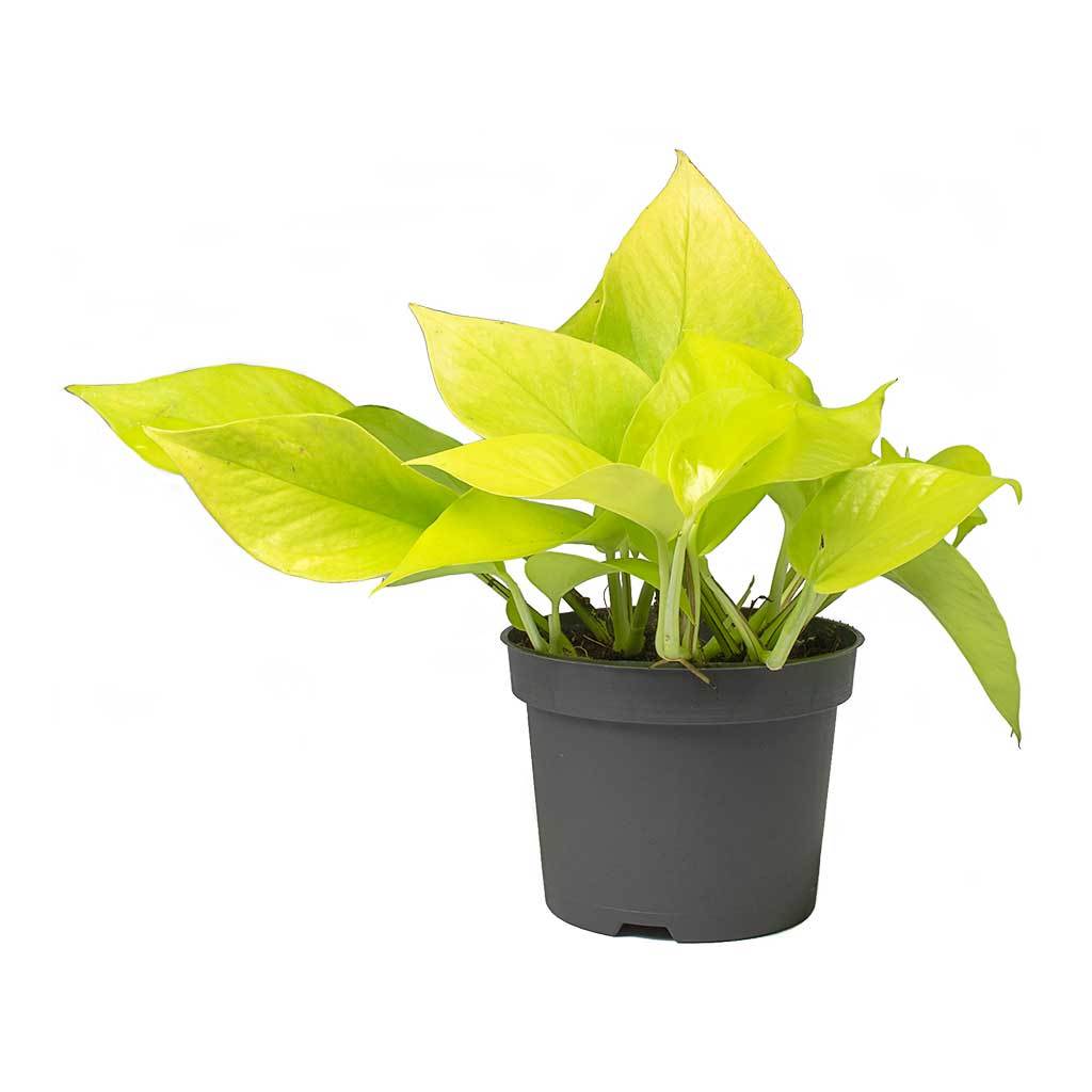 EPIPREMNUM Golden Pothos