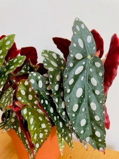 BEGONIA Maculata - Polkadot Begonia