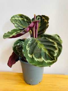 PRAYER PLANT Calathea Medallion