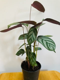 PRAYER PLANT Calathea Exotica