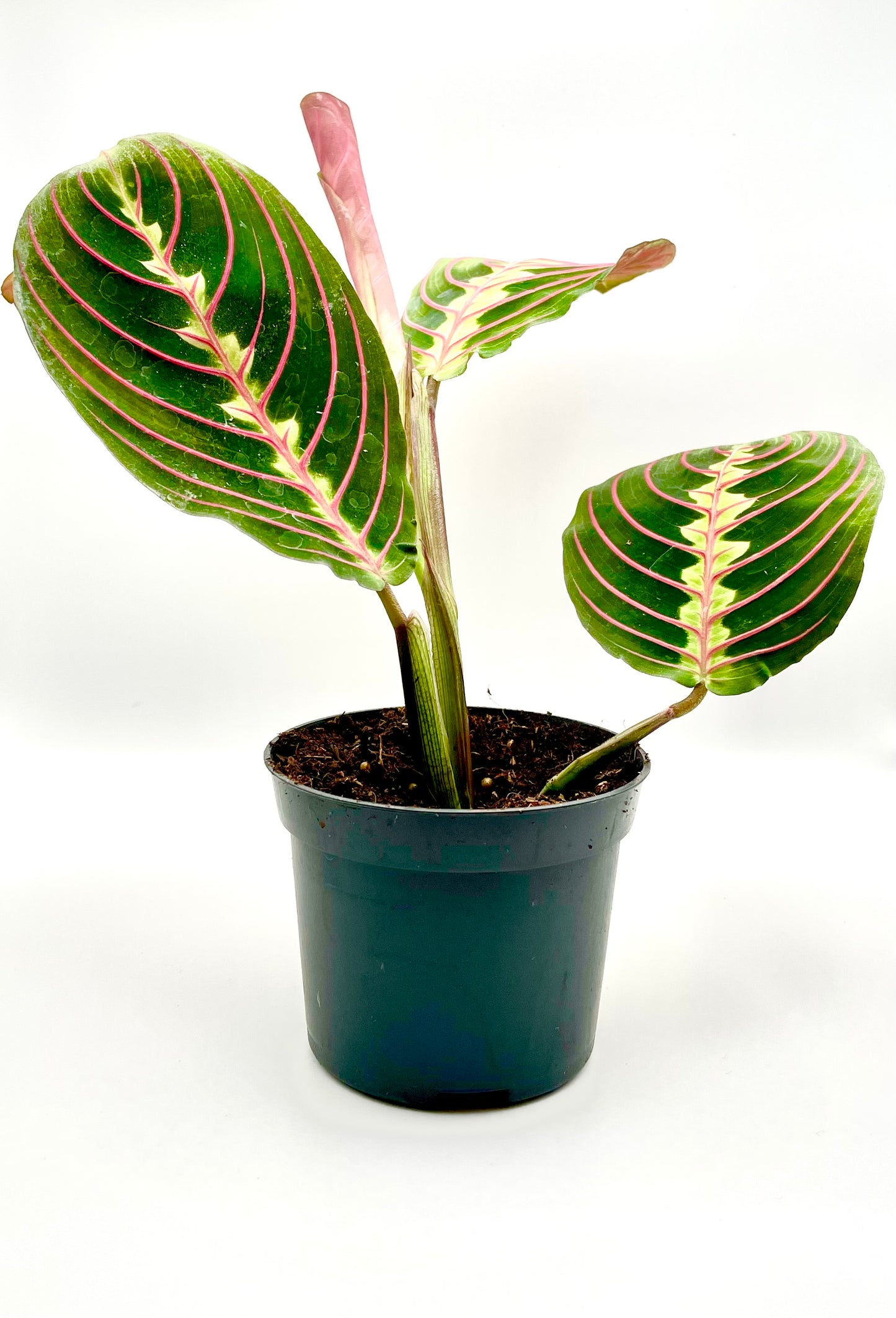 PRAYER PLANT Maranta Fascinator