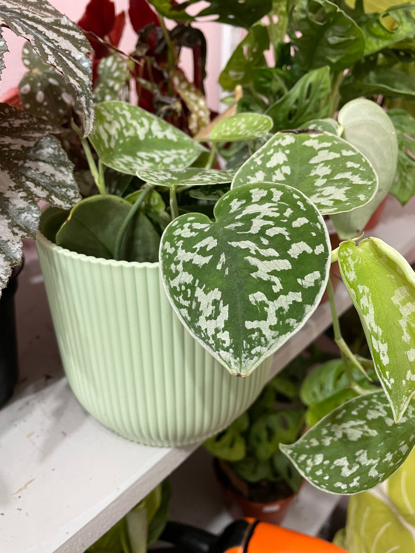 SATIN POTHOS Scindapsus Pictus